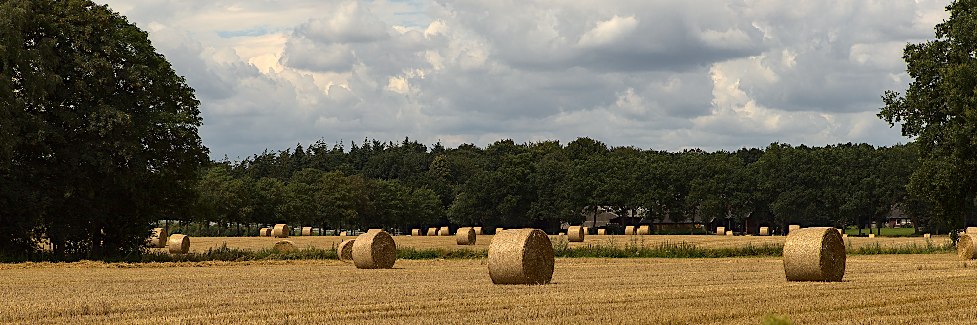 Rundballen im Weizenfeld